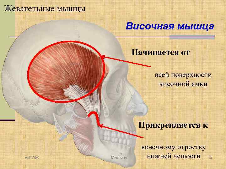 Жевательные мышцы Височная мышца Начинается от всей поверхности височной ямки Прикрепляется к Ур. ГУФК