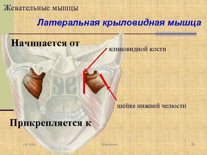 Жевательные мышцы Латеральная крыловидная мышца Начинается от клиновидной кости шейке нижней челюсти Прикрепляется к
