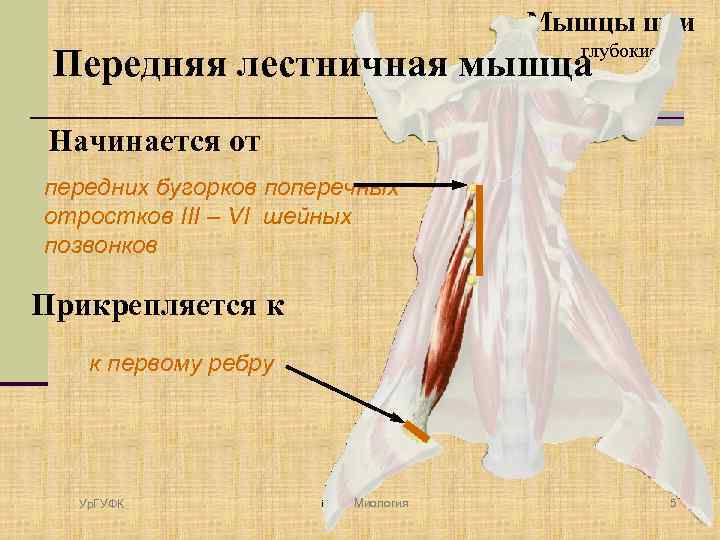 Мышцы шеи глубокие Передняя лестничная мышца Начинается от передних бугорков поперечных отростков III –
