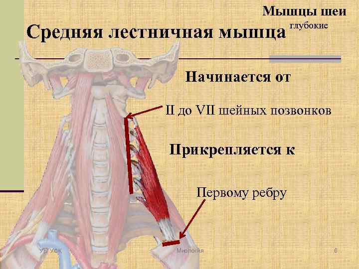 Мышцы шеи Средняя лестничная мышца глубокие Начинается от II до VII шейных позвонков Прикрепляется