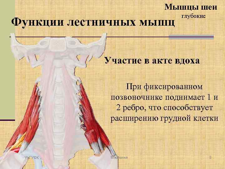Мышцы шеи Функции лестничных мышц глубокие Участие в акте вдоха При фиксированном позвоночнике поднимает