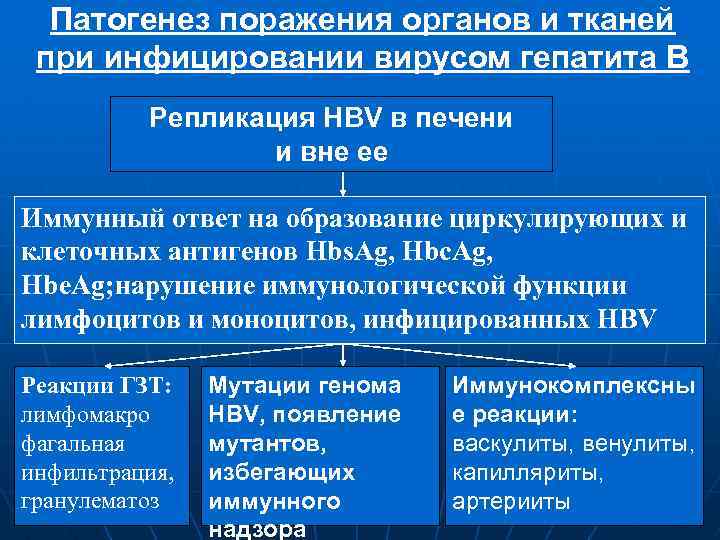 Патогенез поражения органов и тканей при инфицировании вирусом гепатита В Репликация HBV в печени