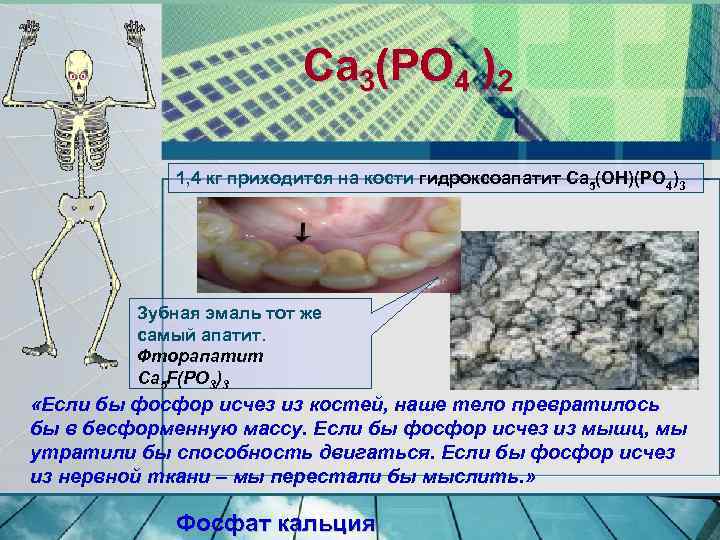 Ca 3(PO 4 )2 1, 4 кг приходится на кости гидроксоапатит Са 5(ОН)(РО 4)3