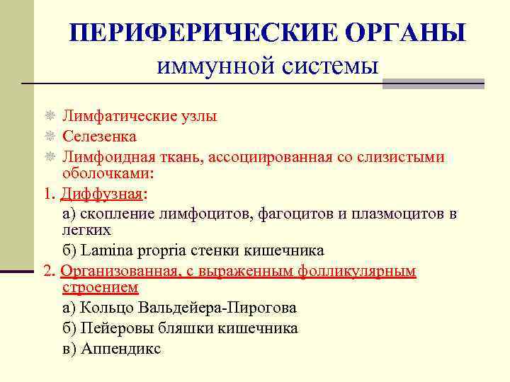 ПЕРИФЕРИЧЕСКИЕ ОРГАНЫ иммунной системы ¯ Лимфатические узлы ¯ Селезенка ¯ Лимфоидная ткань, ассоциированная со