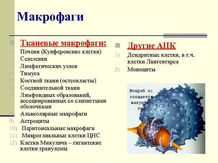 Макрофаги n Тканевые макрофаги: Печени (Купферовские клетки) Селезенки Лимфатических узлов Тимуса Костной ткани (остеокласты)