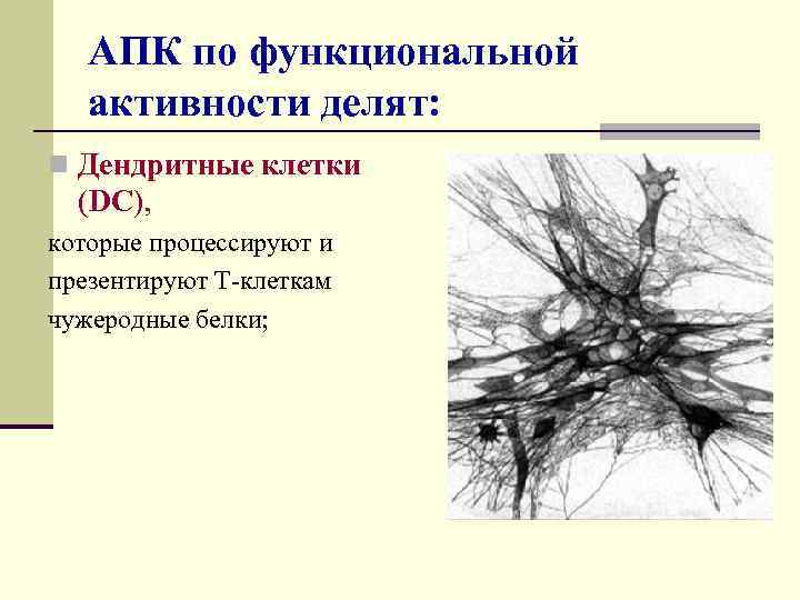 АПК по функциональной активности делят: n Дендритные клетки (DC), которые процессируют и презентируют Т-клеткам