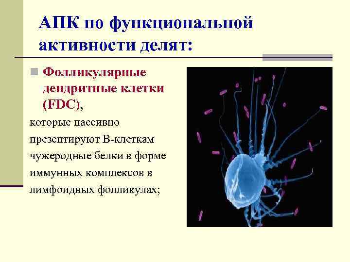 АПК по функциональной активности делят: n Фолликулярные дендритные клетки (FDC), которые пассивно презентируют В-клеткам