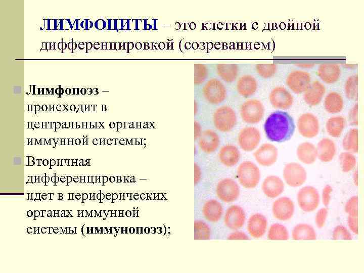 ЛИМФОЦИТЫ – это клетки с двойной дифференцировкой (созреванием) n Лимфопоэз – происходит в центральных