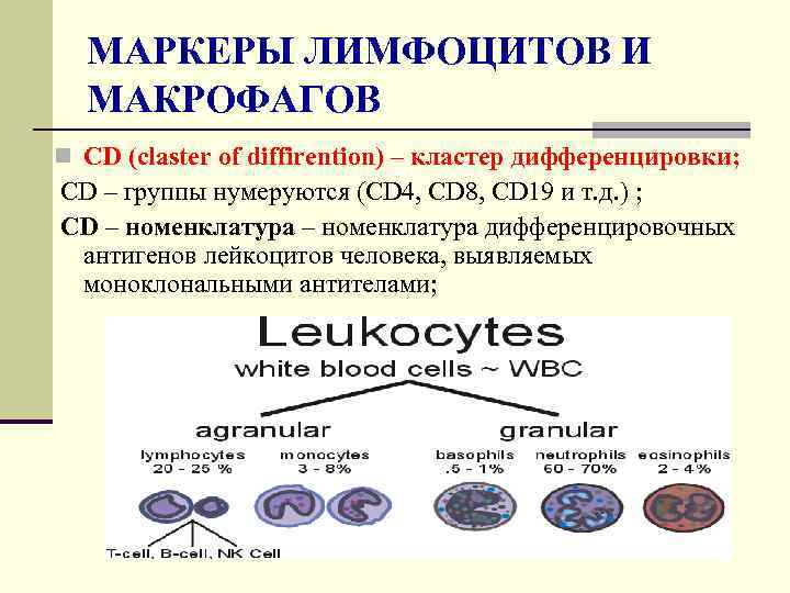 МАРКЕРЫ ЛИМФОЦИТОВ И МАКРОФАГОВ n CD (claster of diffirention) – кластер дифференцировки; CD –