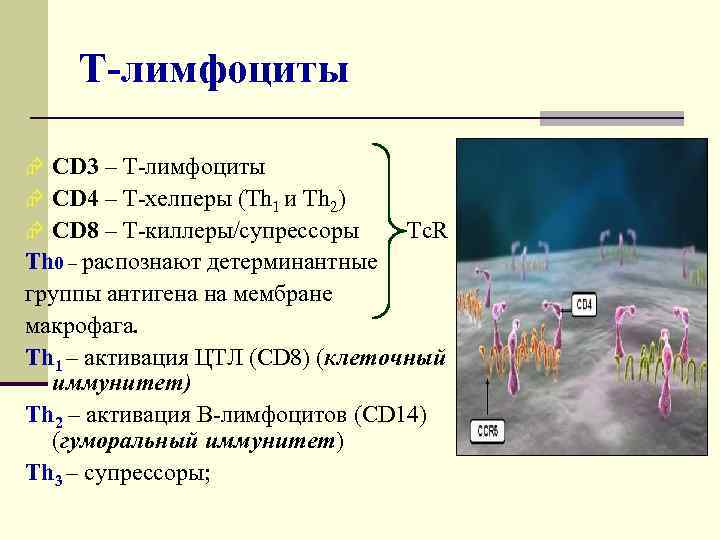 Т-лимфоциты Æ CD 3 – Т-лимфоциты Æ CD 4 – Т-хелперы (Th 1 и