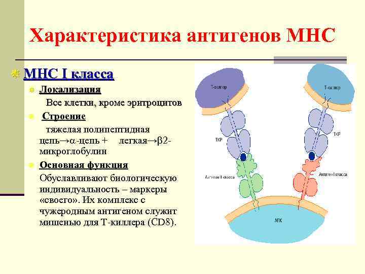 Клеточная презентация антигена mog