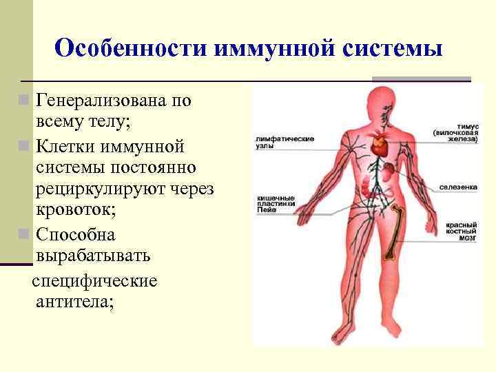 Свойства иммунной системы человека. Строение иммунной системы человека. Особенности строения органов иммунной системы. Функции периферических органов иммунной системы. Иммунная система, ее функции. Органы иммунной системы.