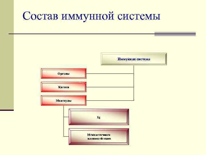 Состав иммунной системы Иммунная система Органы Клетки Молекулы Ig Межклеточного взаимодействия 