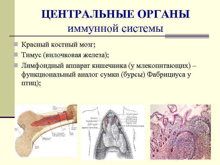 Что будет если есть костный мозг. Центральные органы иммунной системы. Костный мозг Центральный орган иммунной системы. Органы иммунной системы красный костный мозг. Красный костный мозг строение.