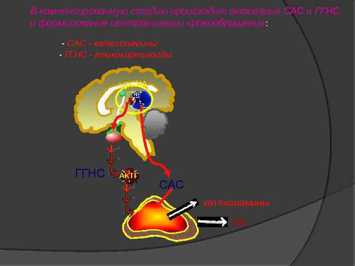 В компенсированную стадию происходит активация САС и ГГНС и формирование централизации кровообращения: САС -