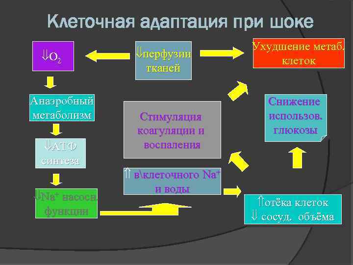 Клеточная адаптация при шоке O 2 Анаэробный метаболизм ATФ синтеза Na+ насосн. функции перфузии