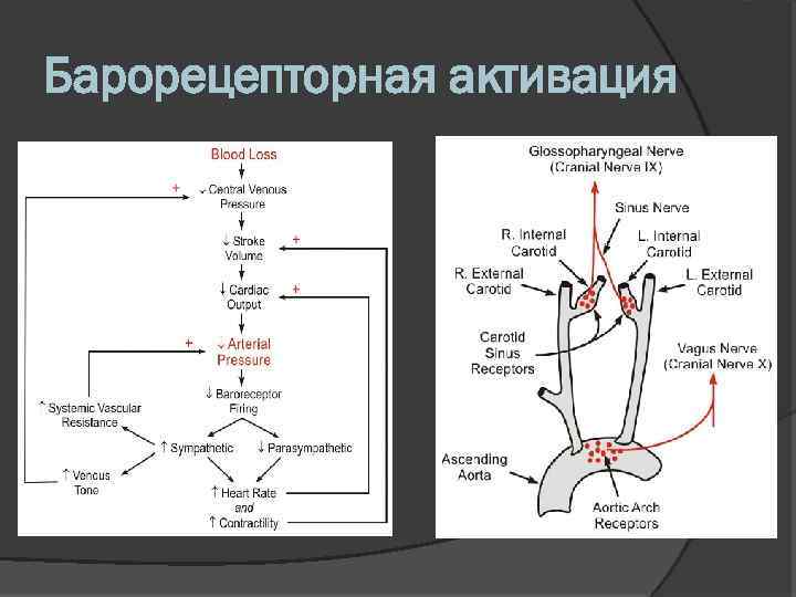 Барорецепторная активация 