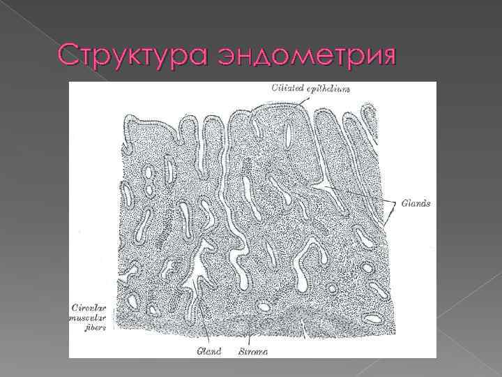 Структура эндометрия 