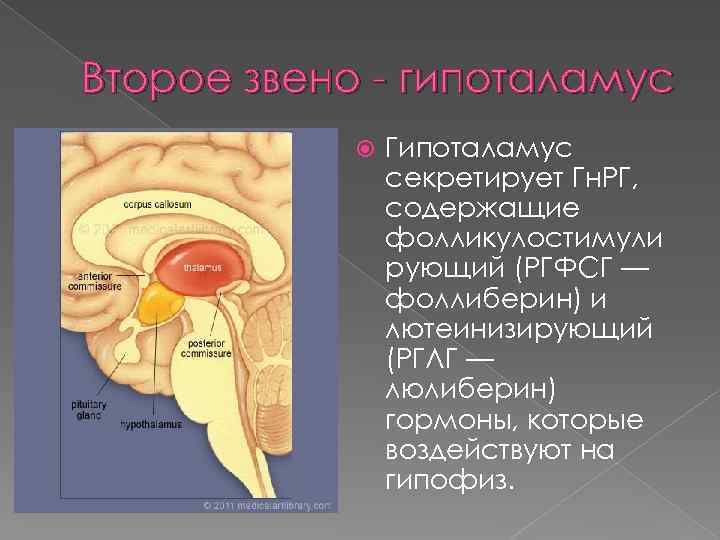 Второе звено - гипоталамус Гипоталамус секретирует Гн. РГ, содержащие фолликулостимули рующий (РГФСГ — фоллиберин)