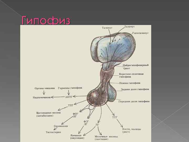 Гипофиз 
