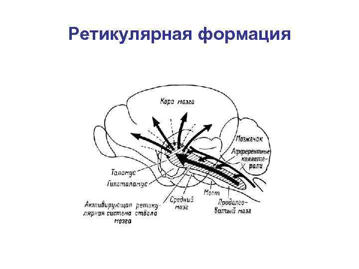 Ретикулярная формация моста