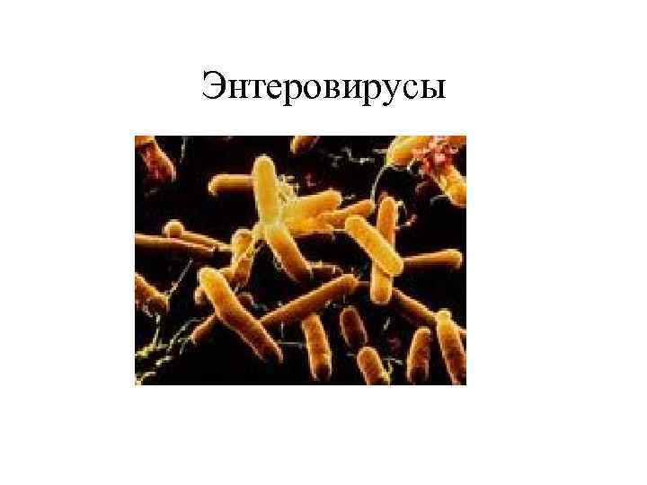 Энтеровирусы 