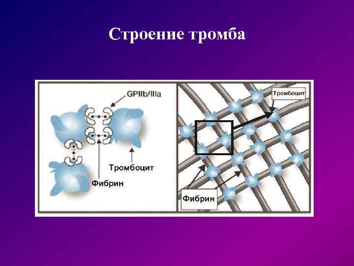 Строение тромба 