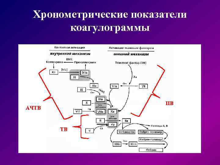  Хронометрические показатели коагулограммы ПВ АЧТВ ТВ 