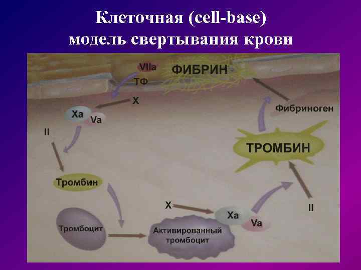  Клеточная (cell-base) модель свертывания крови 