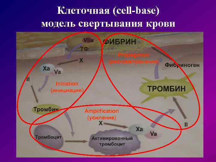  Клеточная (cell-base) модель свертывания крови Propagation (распространение) Initiation (инициация) Amplification (усиление) 