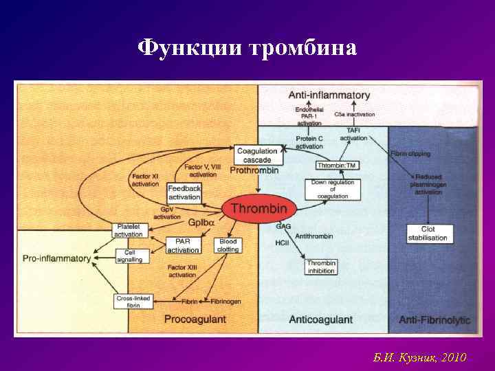 Функции тромбина Б. И. Кузник, 2010 