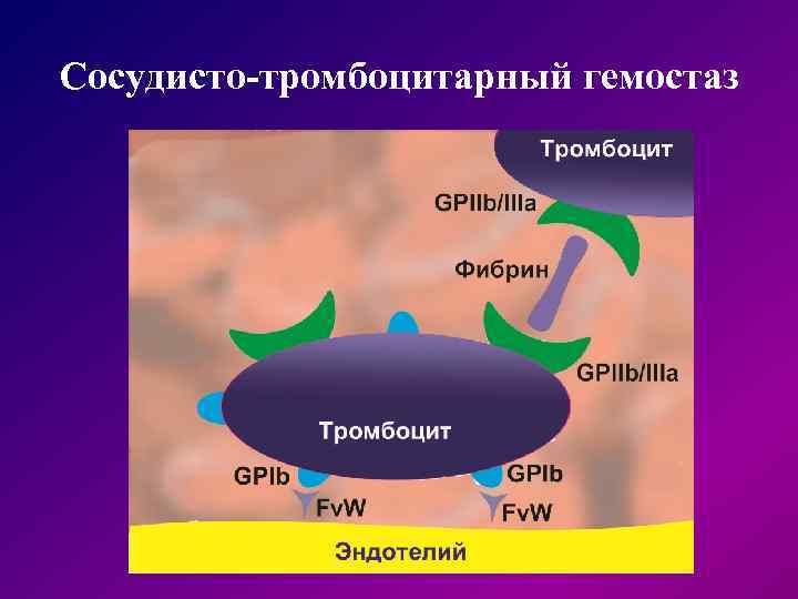 Сосудисто-тромбоцитарный гемостаз 