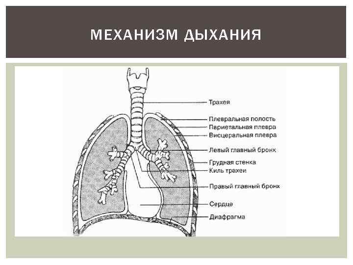 МЕХАНИЗМ ДЫХАНИЯ 