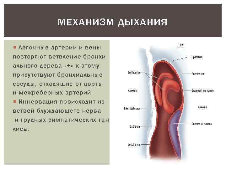 МЕХАНИЗМ ДЫХАНИЯ Легочные артерии и вены повторяют ветвление бронхи ального дерева «+» к этому