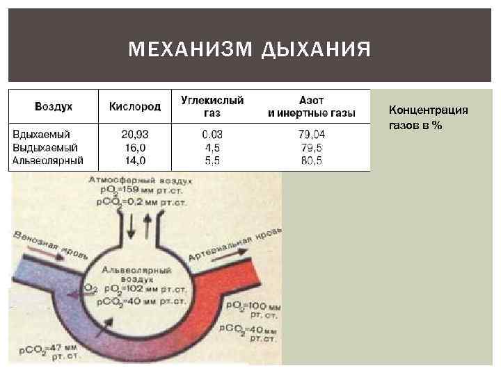 МЕХАНИЗМ ДЫХАНИЯ Концентрация газов в % 
