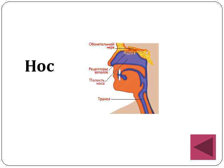 Нос 