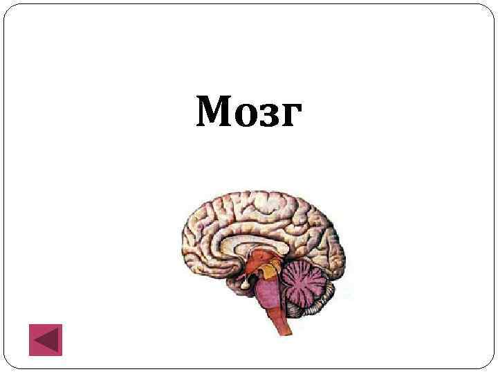 Мозг 