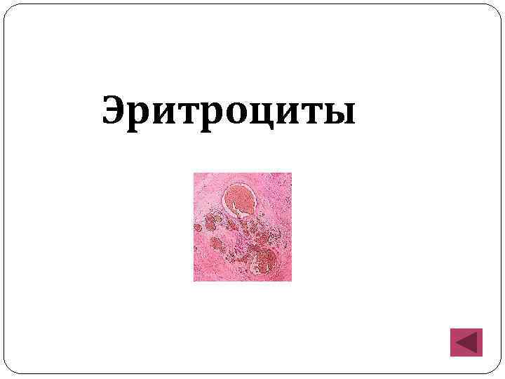 Эритроциты 