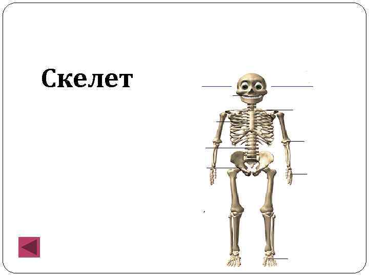 Скелет 