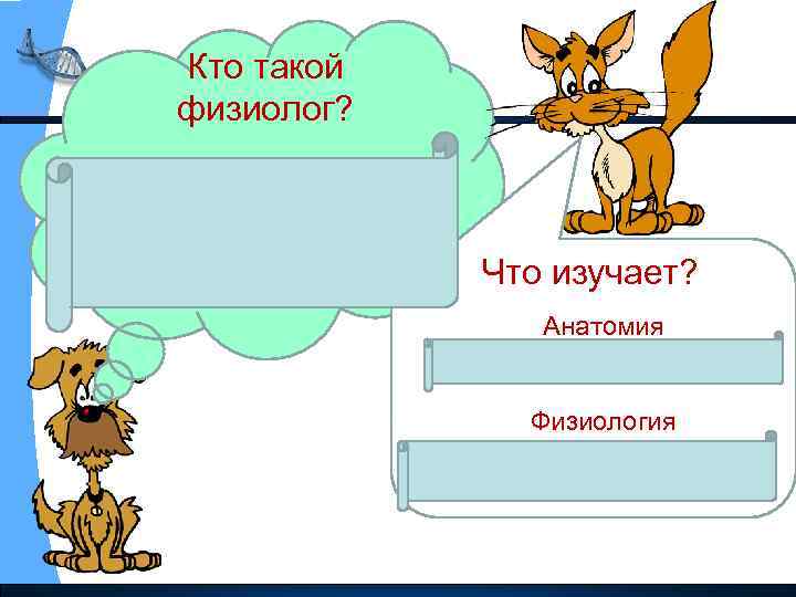 Кто такой физиолог? Физиолог- ученый, занимающийся изучением строения и работой Что изучает? органов. Анатомия