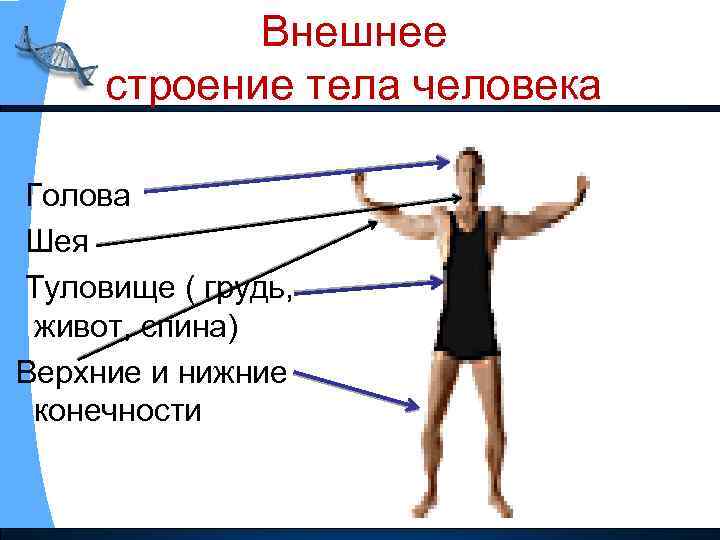 Внешнее строение тела человека Голова Шея Туловище ( грудь, живот, спина) Верхние и нижние