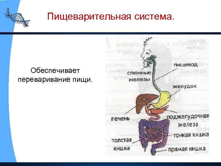 Пищеварительная система. Обеспечивает переваривание пищи. 