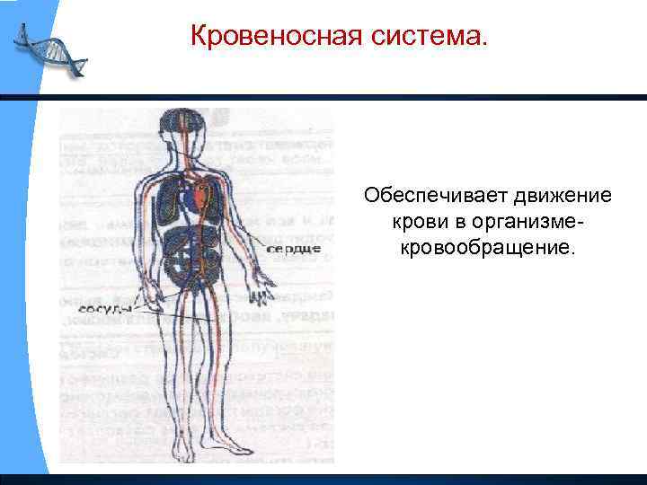Кровеносная система. Обеспечивает движение крови в организмекровообращение. 