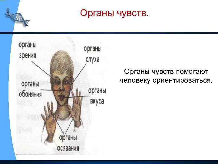 Органы чувств. Органы чувств помогают человеку ориентироваться. 