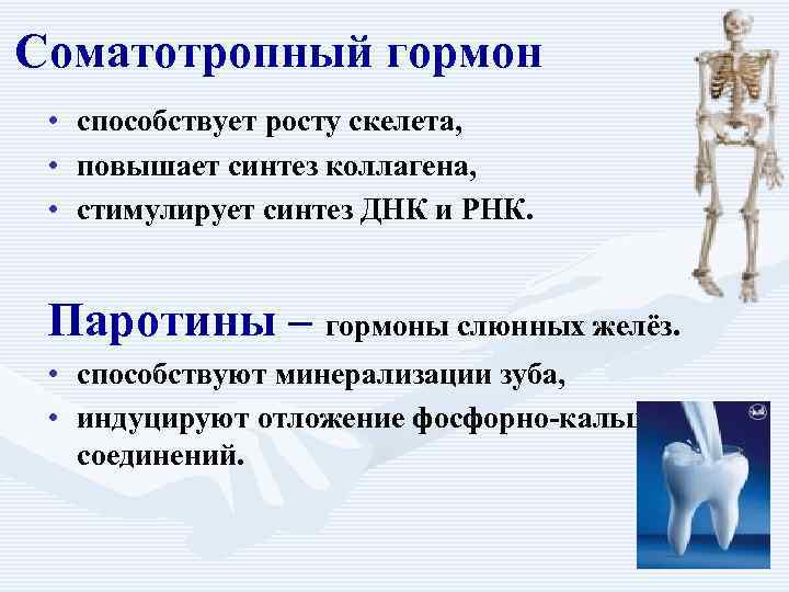 Cоматотропный гормон • • • способствует росту скелета, повышает синтез коллагена, стимулирует синтез ДНК