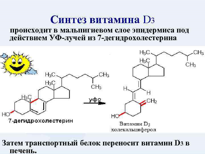 Синтез витамина D 3 происходит в мальпигиевом слое эпидермиса под действием УФ-лучей из 7