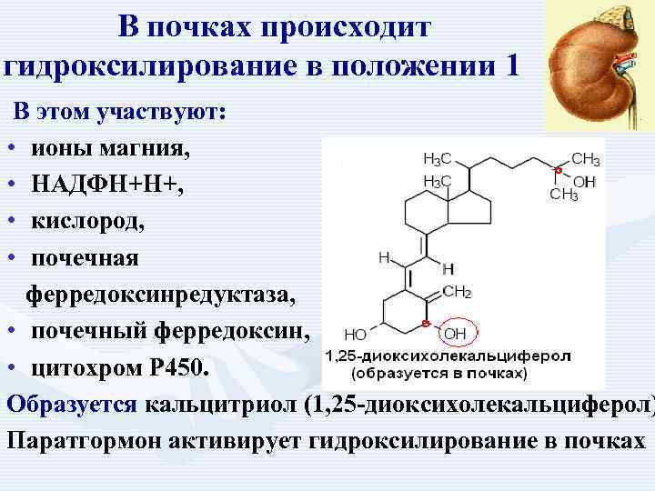 Фосфорно кальциевый обмен биохимия презентация