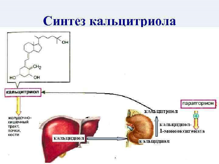 Синтез кальцитриола 