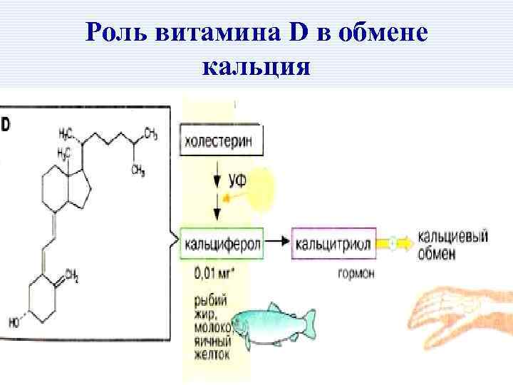 Роль витамина D в обмене кальция 