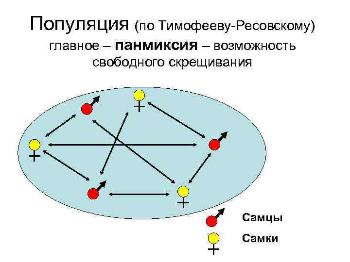 Популяция (по Тимофееву-Ресовскому) главное – панмиксия – возможность свободного скрещивания Самцы Самки 
